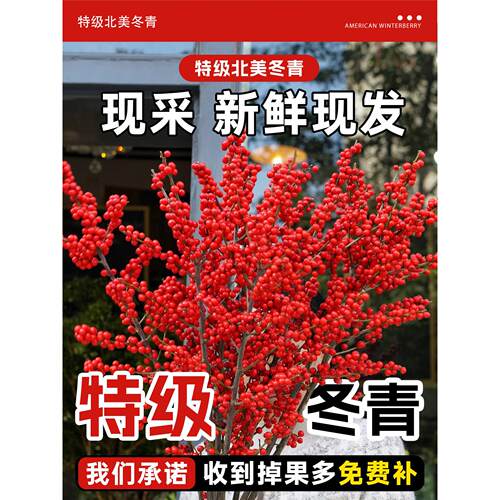 特级冬青室水北美枝冬青红果培鲜花新年盆栽内鲜切银柳真花鲜年宵
