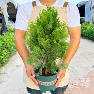 柏树苗松柏盆景室内阳台室盆外ELR庭院花树卉季植物四绿植侧柏老