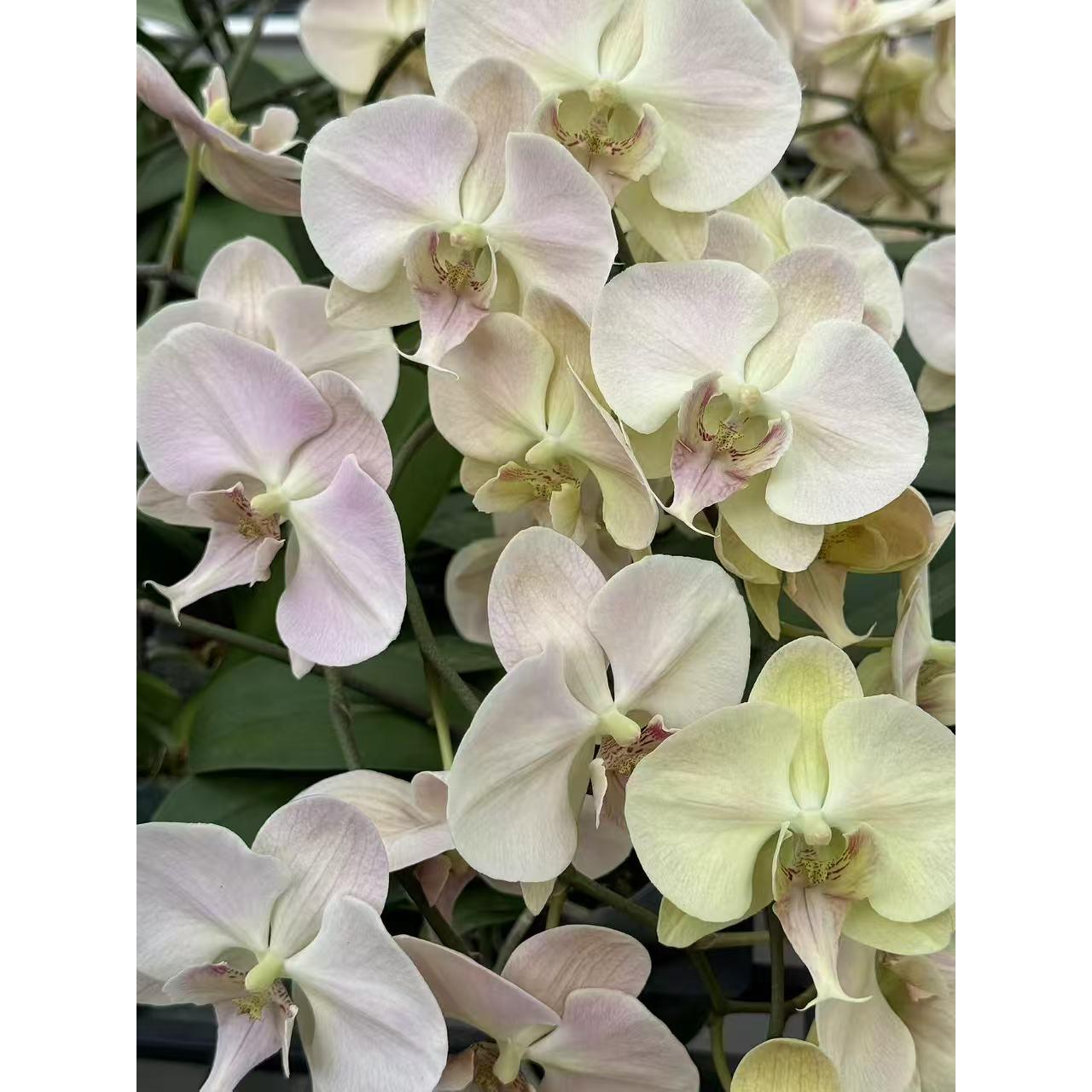 绿茵3.0寸蝴蝶兰苗无花剑室内绿植盆栽鲜花花期长优选