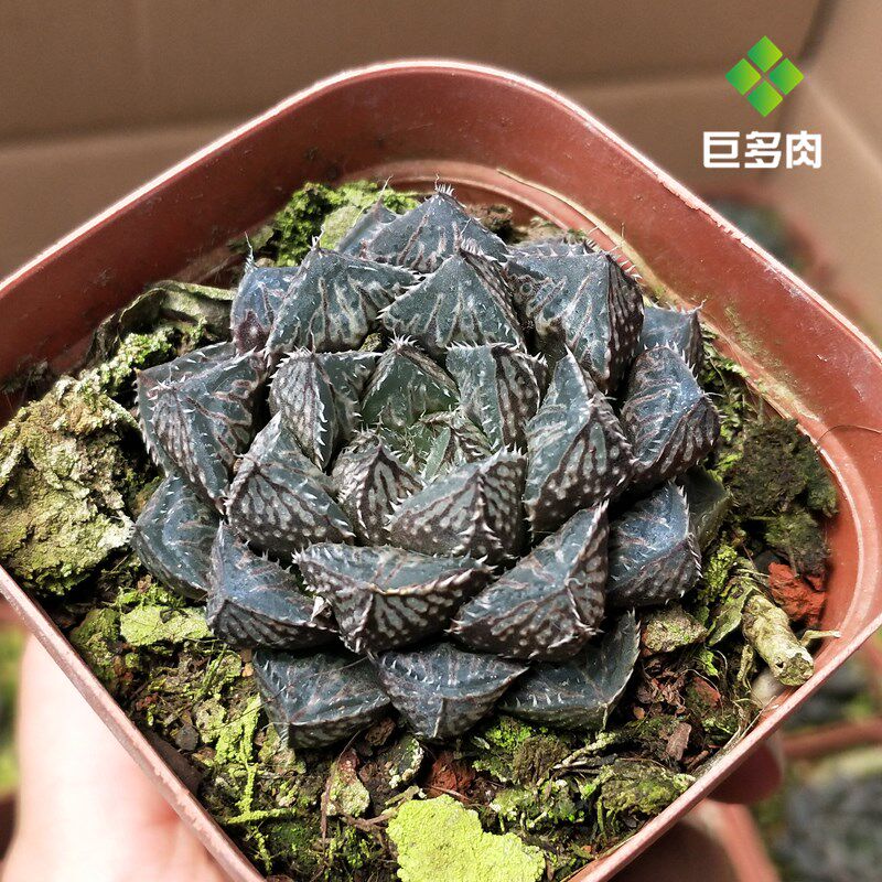 速发楼兰 十二卷多肉植物组合盆栽含盆透明室内萌花卉绿植
