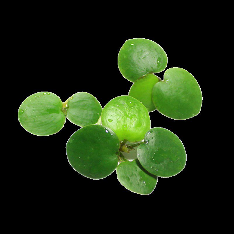 现货速发浮萍水草水上植物鱼缸水草芝麻圆心萍水芙蓉净化水质狐尾