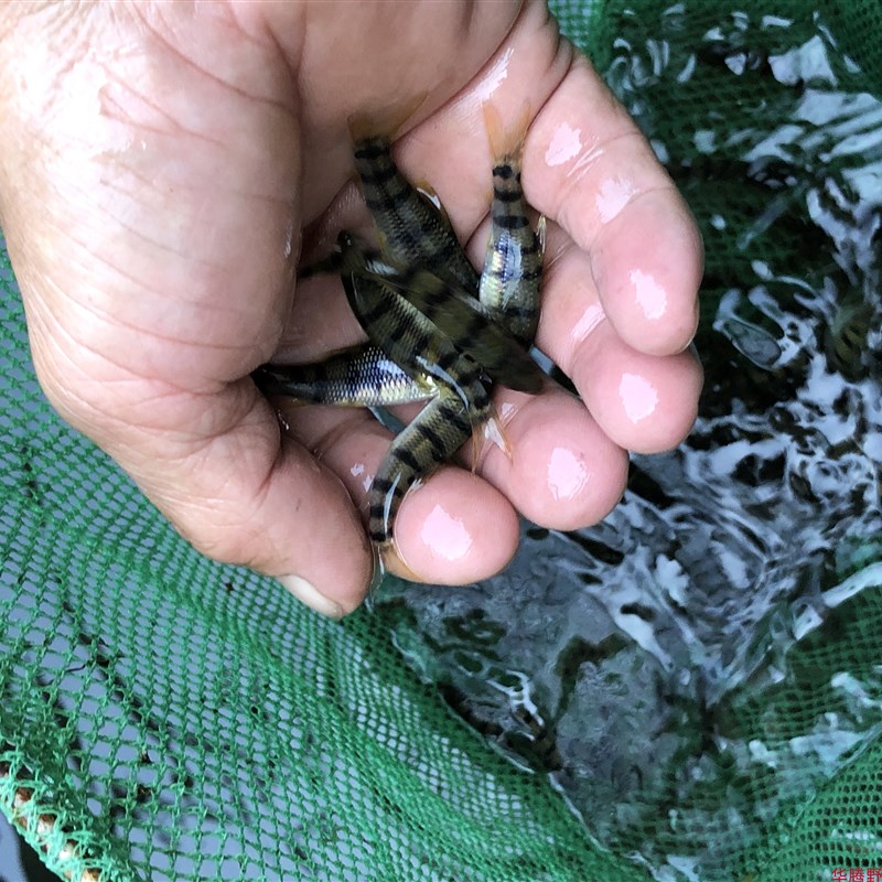 速发原生鱼冷水鱼观赏光唇鱼淡水小型群游石斑鱼好养除藻鱼溪流鱼