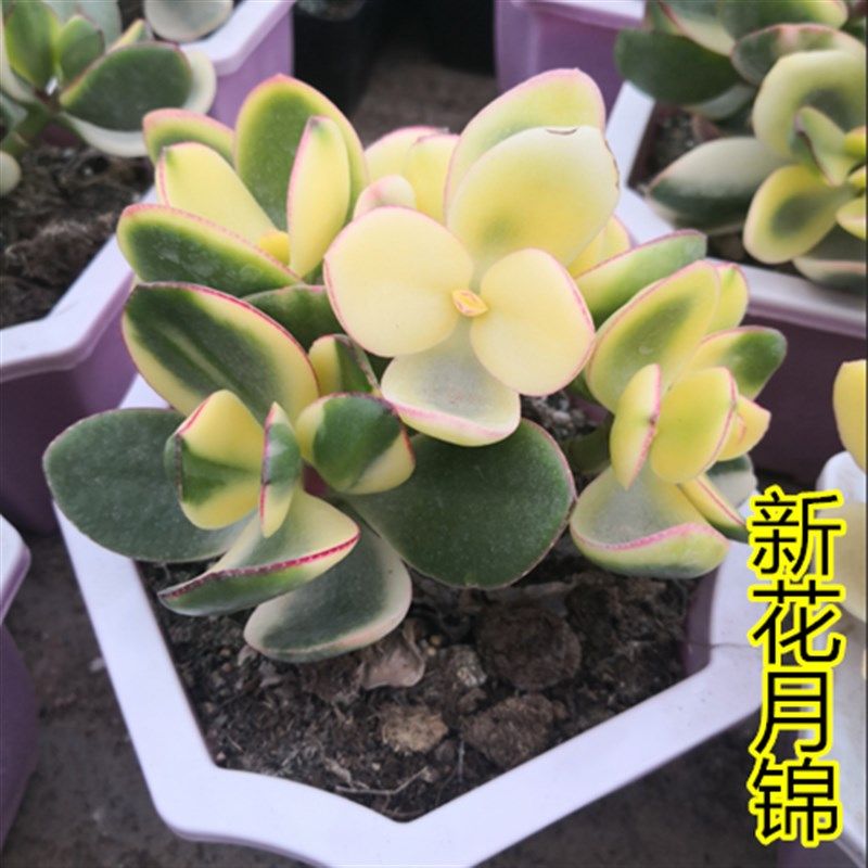 速发新花月锦落日之雁玉树多肉植物多头老桩玉树自然锦三色花月包