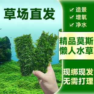 速发莫斯水养网片缸鱼造景专用真草草鱼虾净化水质的增氧阴性植物