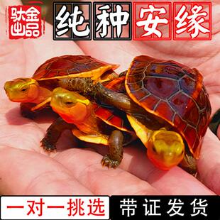 黄缘龟幼龟安缘龟苗闭壳观赏宠物乌龟活体小青龟黄喉水龟金钱龟苗