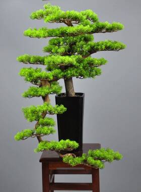 新M00041中式家居盆景件创意木艺迎松客美人松盆厅景酒店会客玄摆