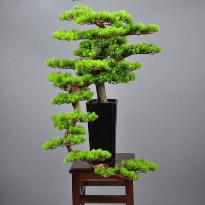 新M00041中式家居盆景件创意木艺迎松客美人松盆厅景酒店会客玄摆