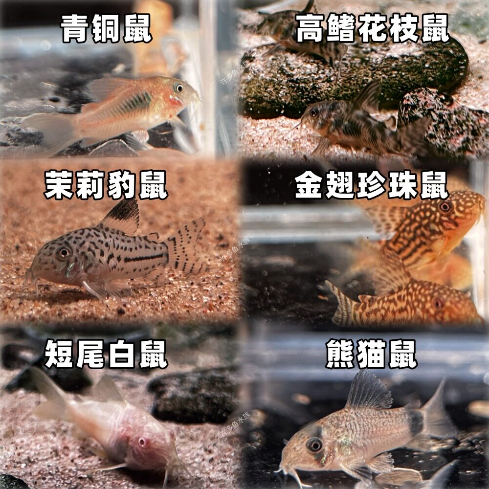 金翅珍珠熊猫茉莉豹鼠鱼观赏鱼热带鱼淡水小型鱼易养耐活上海包损