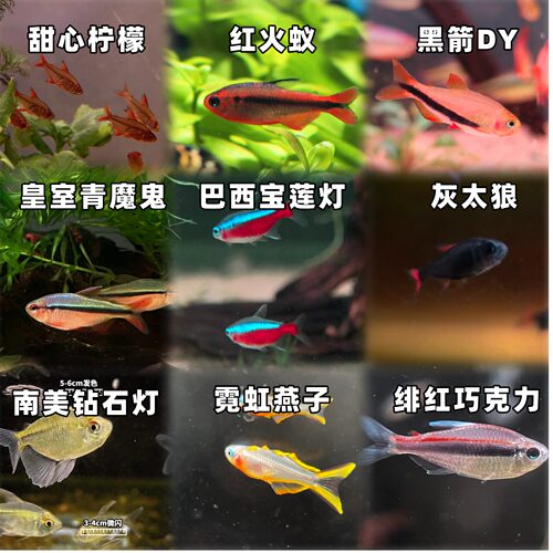 【25元包邮】上海发货灯鱼自选巴西宝莲灯绯红黑箭钻石皇室青魔鬼