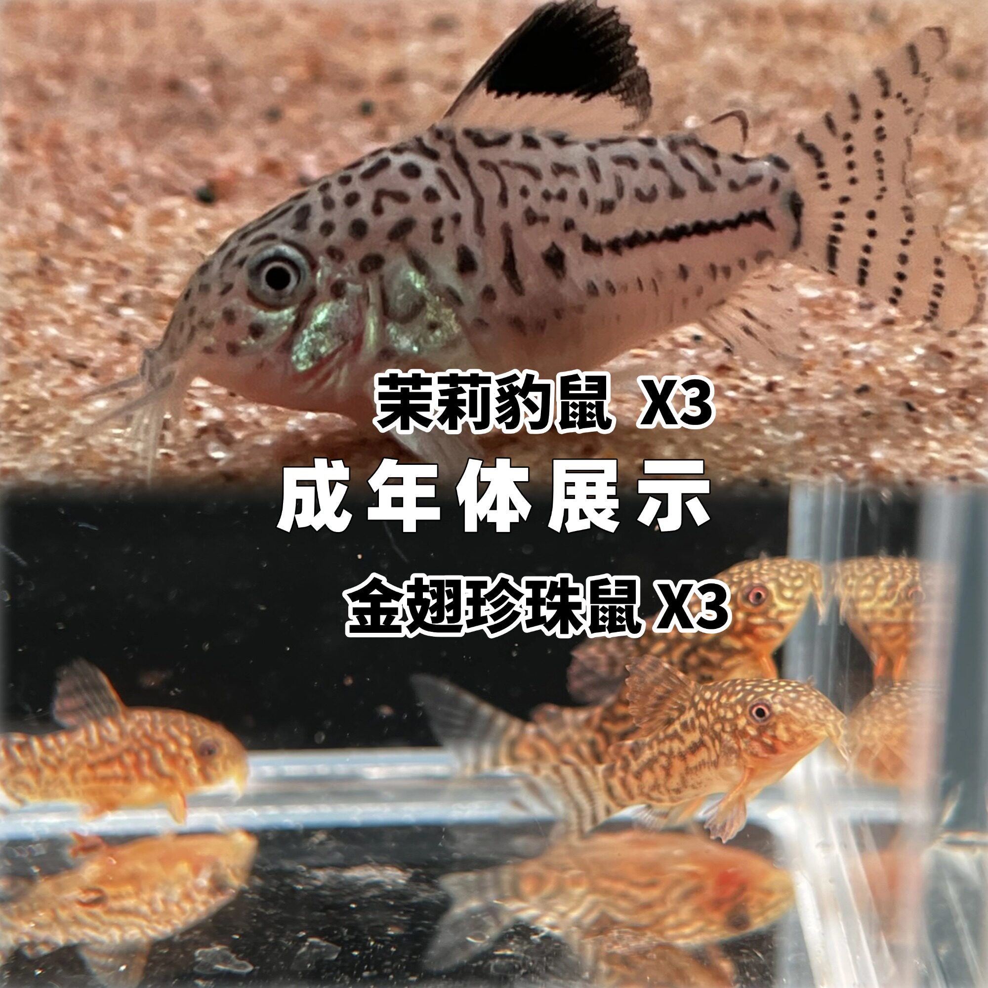 金翅珍珠熊猫茉莉豹鼠鱼观赏鱼热鱼