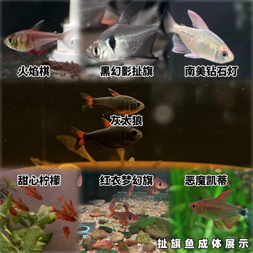 上海发货扯旗鱼合集黑幻影火焰旗红衣梦幻钻石灯灰太狼恶魔凯蒂