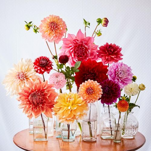 海蒂的花园大丽花阳台庭院盆栽地栽植物多年生好养球根种球