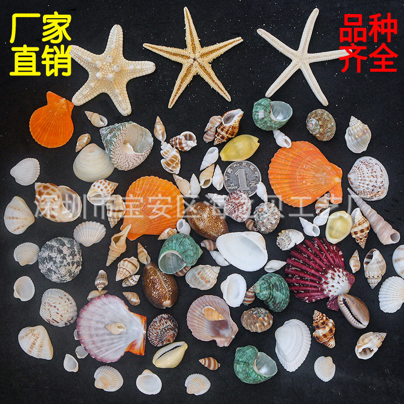 【真贝壳 无染色 可看货】6种超小贝壳海螺收藏标本 鱼缸手工diy