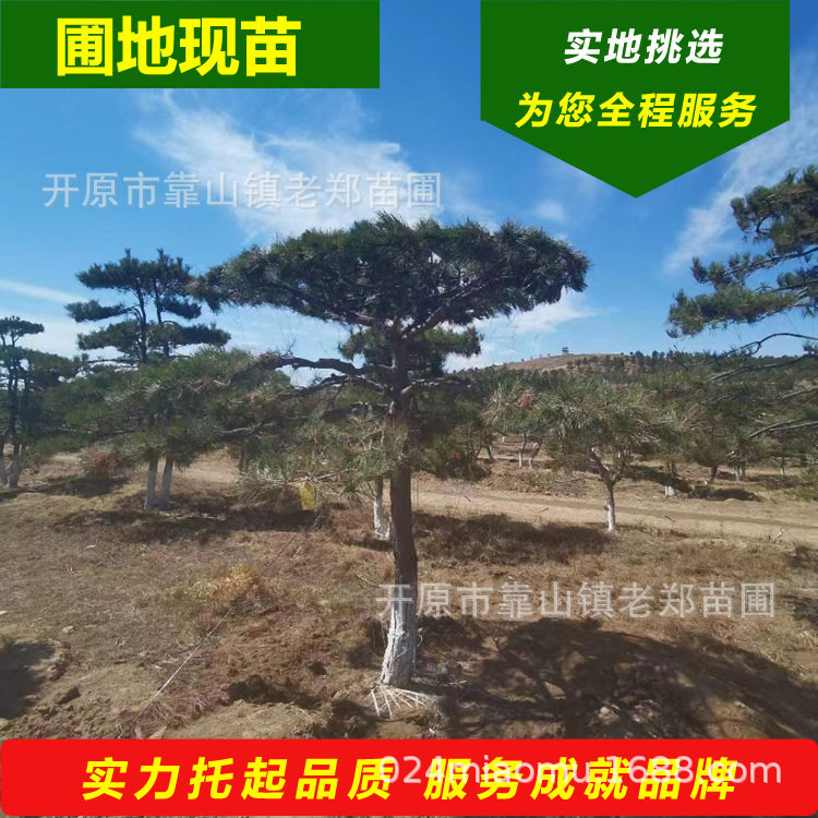 东北批发造型景观松 庭院绿化造型黑松小苗 园林造景工程造型油松