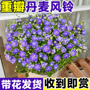 速发丹麦风铃花盆栽植物室内带花苞台瓣厅露苗客梦重庭院四季开花