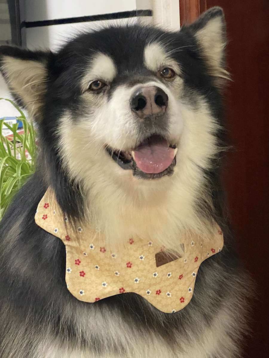 速发猫咪花瓣 围嘴 口水巾可爱配饰 小中大型犬金毛萨摩