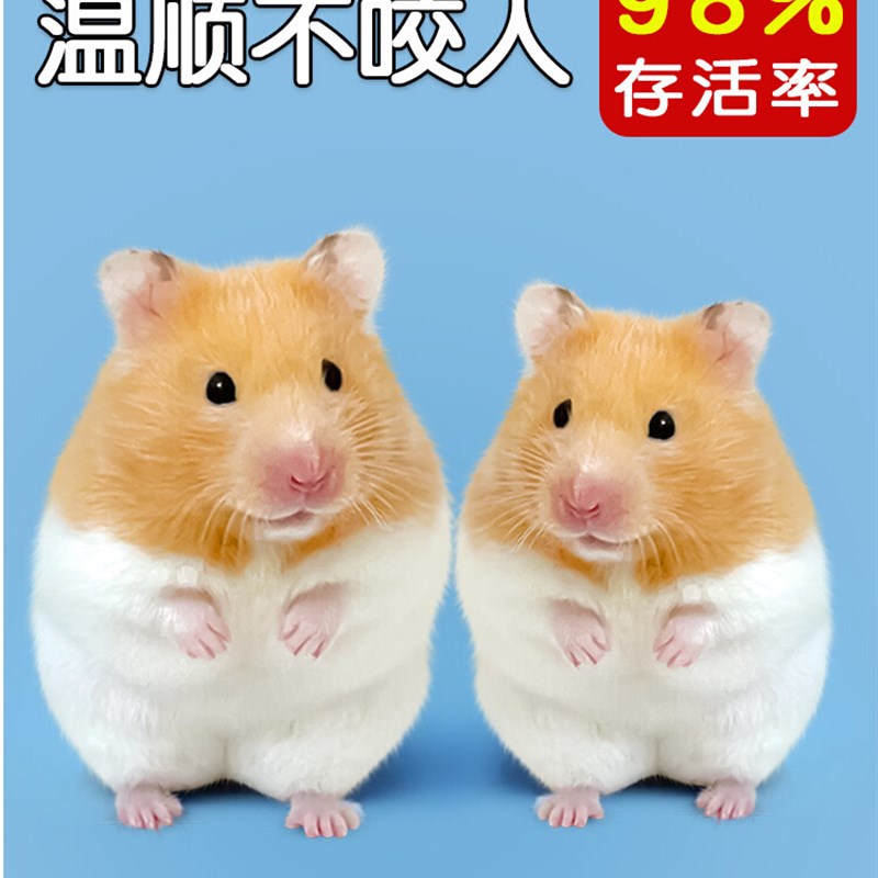 现货速发家养金丝熊小仓鼠活物大只一公一母已打体型鼠类幼崽