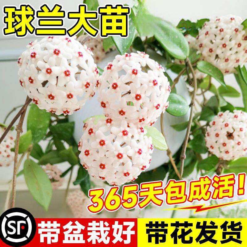 速发球兰带花大苗玉脂羊球兰花盆栽贝花卷心叶攀援爬藤植物四季开