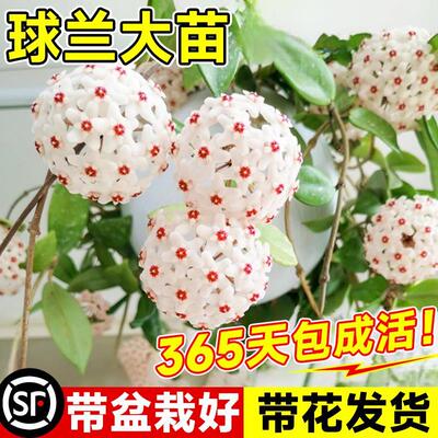 速发球兰带花大苗玉脂羊球兰花盆栽贝花卷心叶攀援爬藤植物四季开