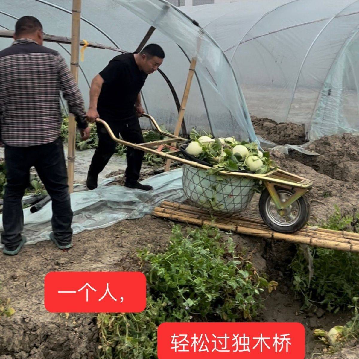 大棚西瓜专用免抬筐塑框钢丝筐两用手推式独轮推瓜车推瓜神车