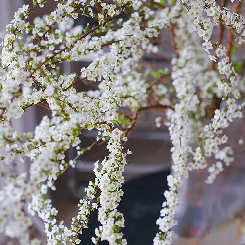 速发稀柳雪有鲜切枝速递家庭室观水培插花小众内景新绿植一扎