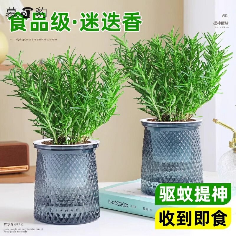 速发迷迭香盆栽牛排用可食用薄荷叶迷迭香苗绿植新鲜罗勒香草植物