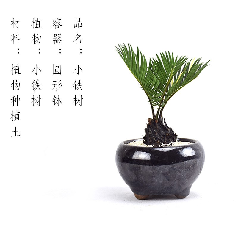 速发金边六月雪拇指盆栽景微观植物苔藓四季盆青桌面小常栽迷你