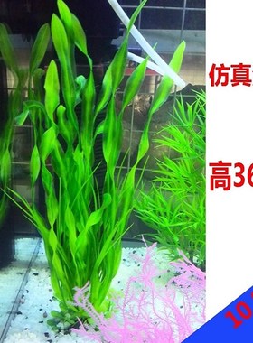 速发水草大款海带深海海藻水草绿橙色北美水兰造缸鱼景软草