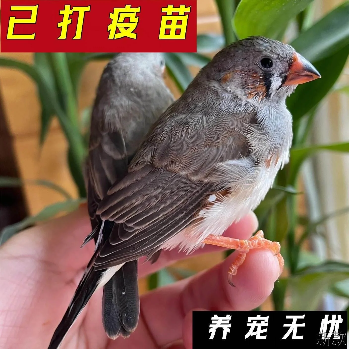 珍珠鸟宠物活物斑胸草雀灰白活鸟珍珠萌宠物鸟一对小新款