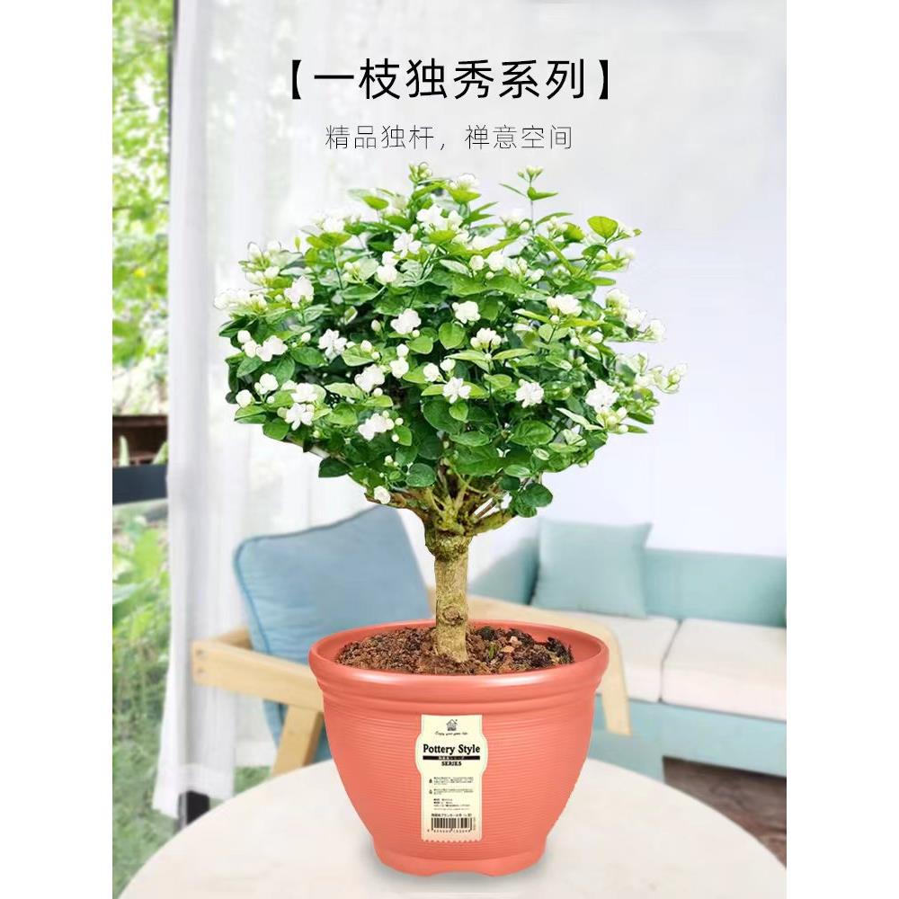 茉莉花盆栽独杆栀子花精品老桩盆景阳台绿植花卉单瓣茉莉花棒棒糖