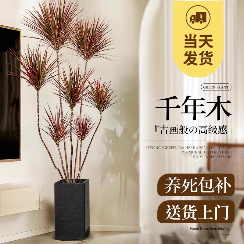 千年木客厅绿植办公室内七彩铁大型盆栽客厅龙血树真树四季好养活
