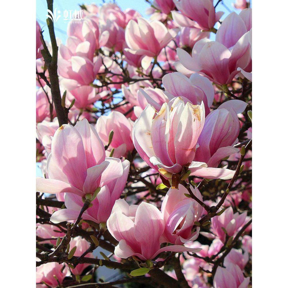 玉兰苗星花木兰虹越耐寒庭院花园乔木绿化植物黄鸟观赏花卉树苗,鲜花速递/花卉仿真/绿植园艺,行道树/乔木,淘宝优惠券,粉丝福利购,淘宝优惠卷