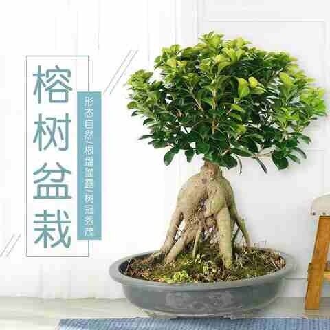现货速发人参榕植物盆栽冬季室内大小榕树盆景榕树发财树创意迷你