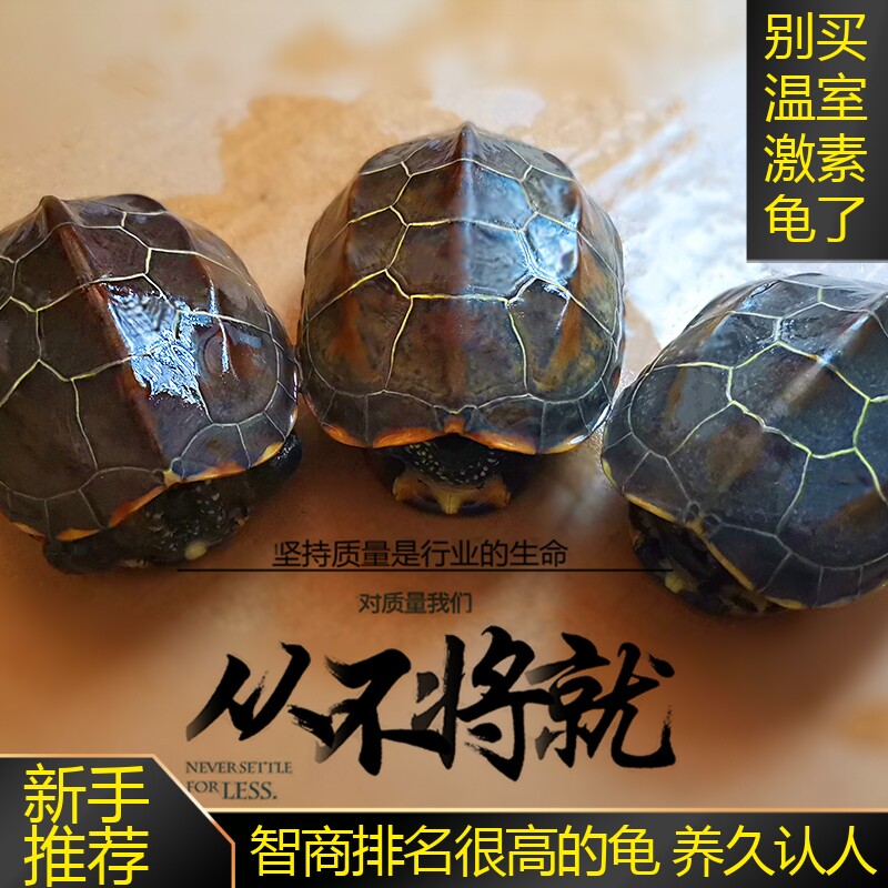 现货速发乌龟中华草龟金线草龟冷水外塘大小龟苗活物体龟长寿龟