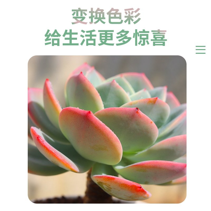 现货速发多肉大盆特大白凤植物稀有品种大颗好养大株罕见老桩超大