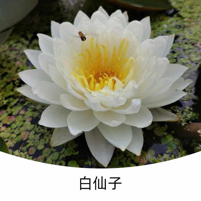 现货速发大睡莲水a培植物大根块碗莲花卉室内好养四季开花水培池