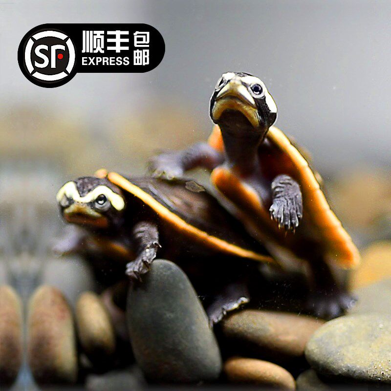 现货速发圆澳龟深水忍者西非龟猪小活物乌龟苗大侧颈龟剃刀龟