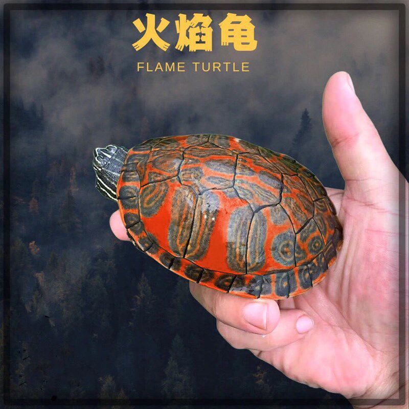 现货速发纯种深水冷水乌龟宽纹火焰龟苗鱼缸混养清道夫吃粪龟