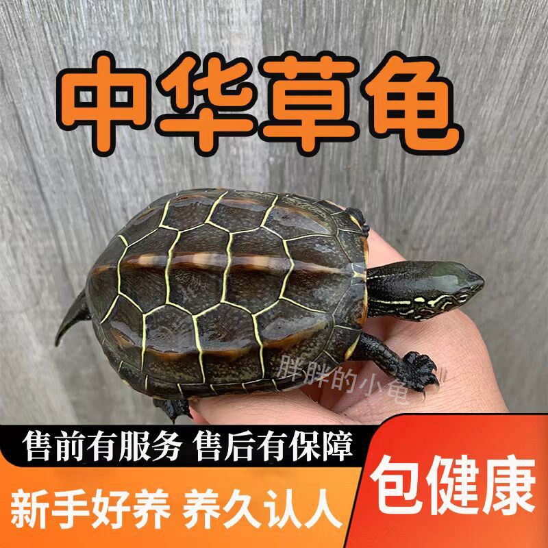 现货速发纯冷水外塘金线草龟活物中华草龟小乌龟活物黑金草黑腹墨
