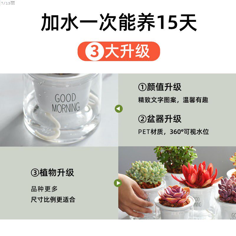 速发多肉带盆带玻璃自吸水多肉植物套装绿植花卉盆栽室内懒人好养