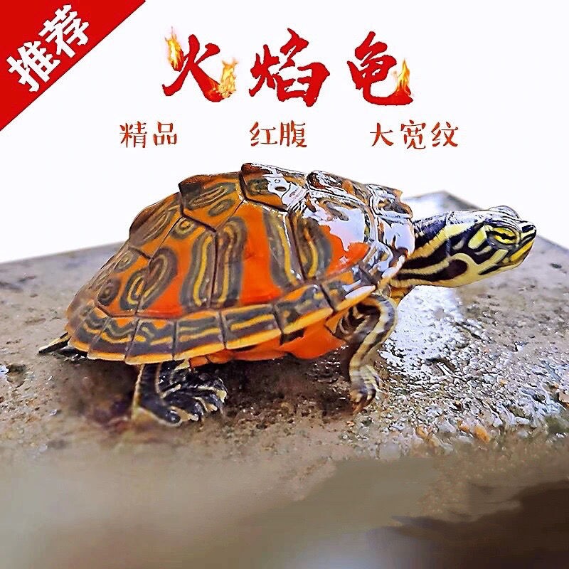 现货速发纯种深水冷水乌龟宽纹火焰龟苗鱼缸混养清道夫吃粪龟