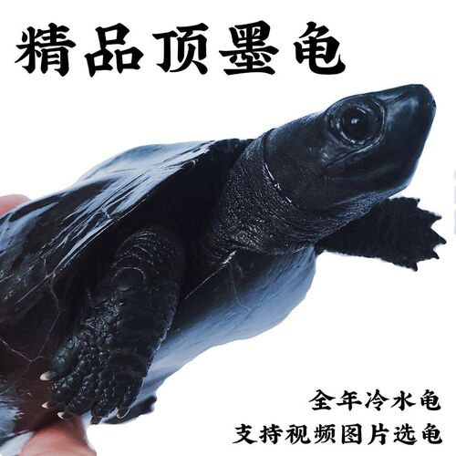 现货速发顶墨龟全黑纯种墨龟冷水中华草公龟长寿龟水陆两栖龟观赏