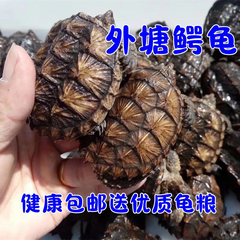 现货速发鳄龟活物外塘小鳄龟龟凶猛龟观赏龟杂佛鳄龟北美鳄龟乌龟