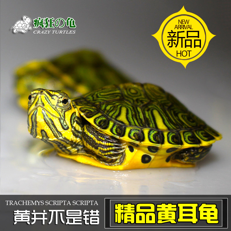 现货速发 新手入门乌龟深水黄耳龟苗冷水龟招财龟长寿龟