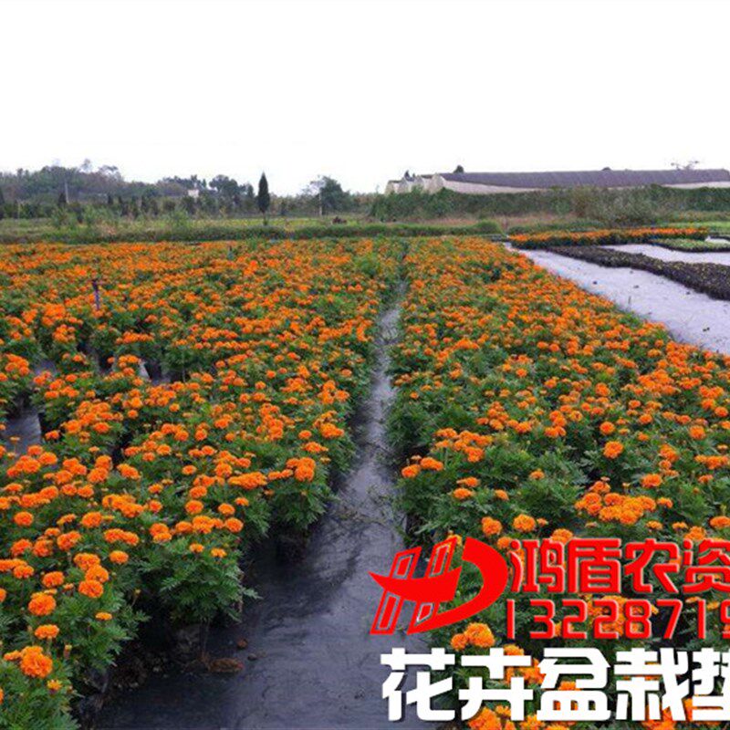 现货速发园艺花卉茶园大棚地布渗水地膜果园农用除苗圃黑S色透气
