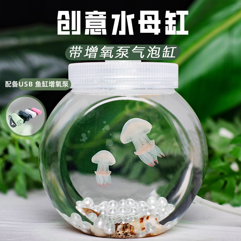 无毒海月赤月巴布亚硝水母活体
