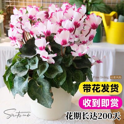 速发仙客来盆栽带花苞特大号花苗室内台冬天耐寒花卉绿植物四季开