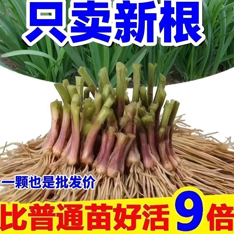 【包活】新鲜韭菜根紫红根现挖宽叶新鲜蔬菜四季种植阳台庭院好活