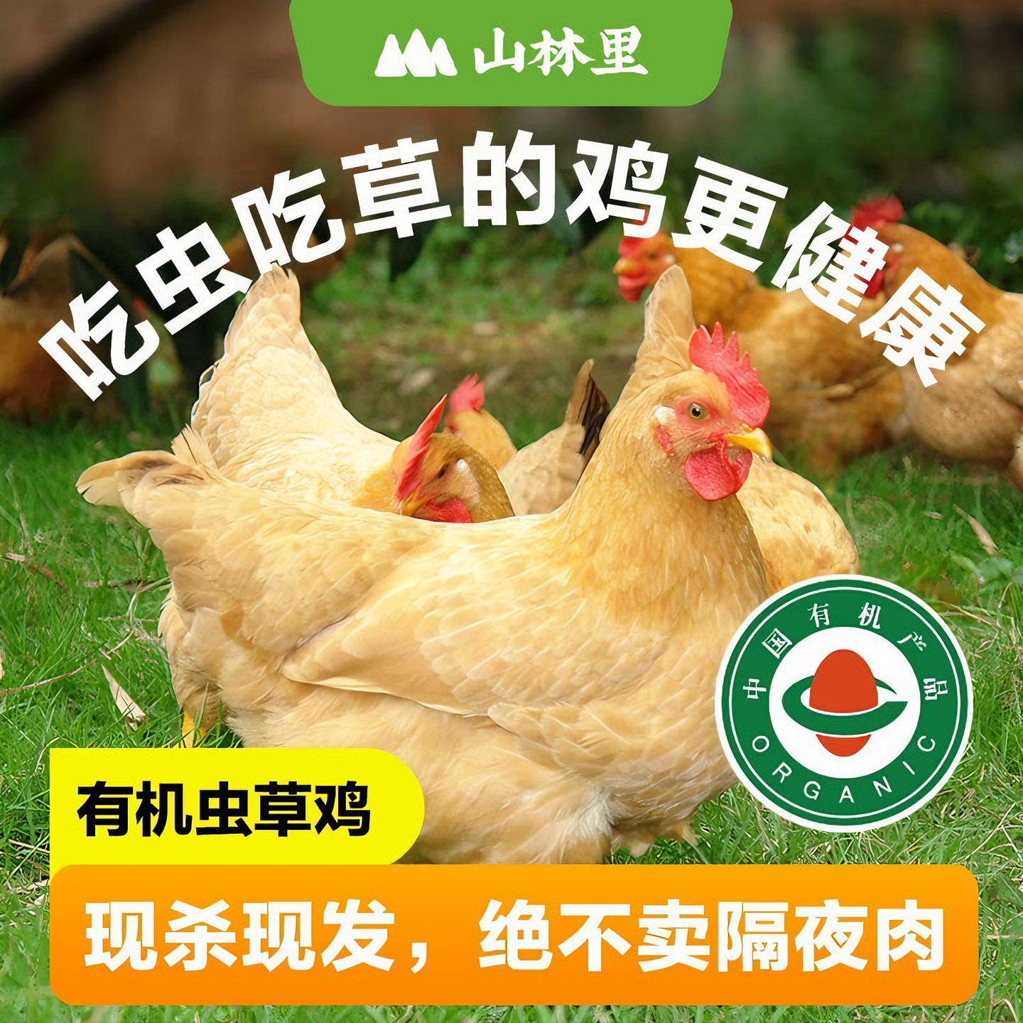 山林里现杀有机虫草鸡 有机土鸡 散养走地鸡老母鸡鸡整只新鲜鸡肉