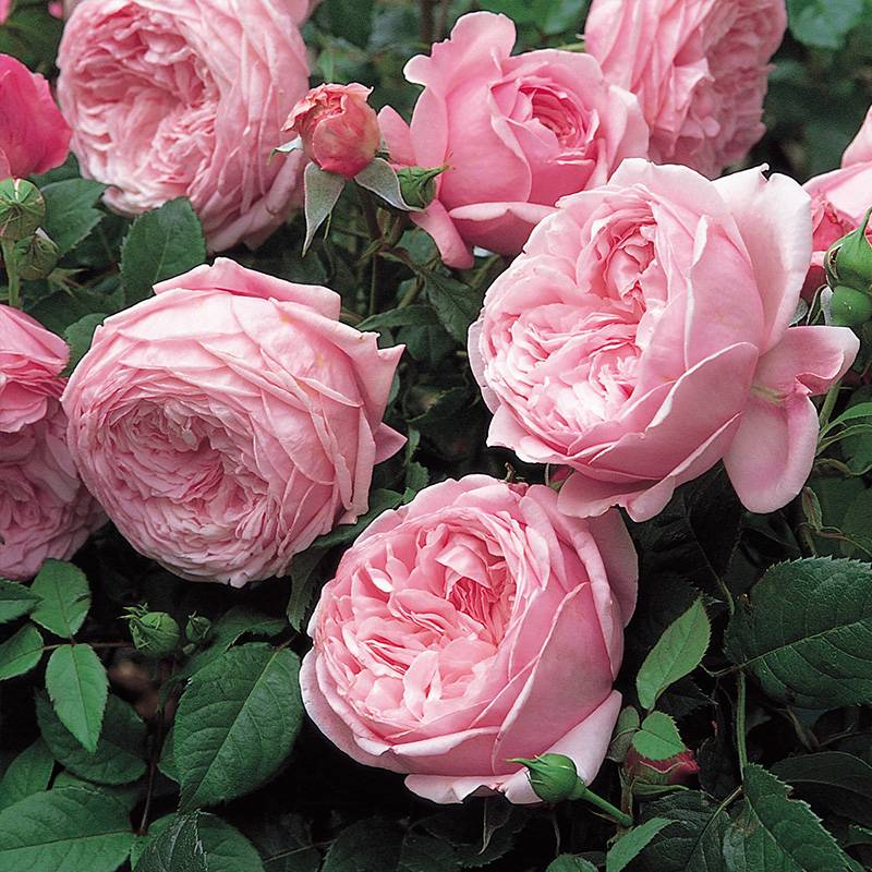 天狼月季 自由精神 多季开花粉色浓香大型藤本月季盆栽苗